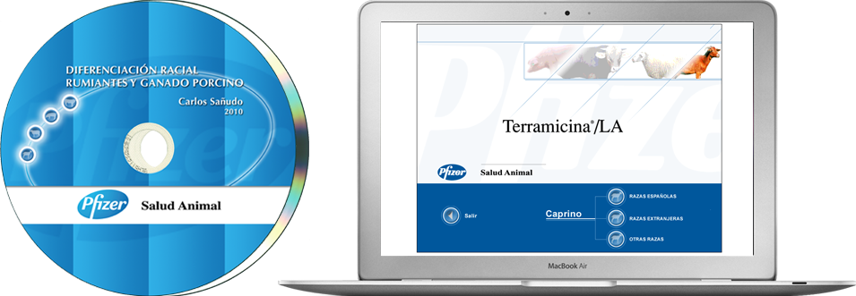 diseño y programación de web corporativa