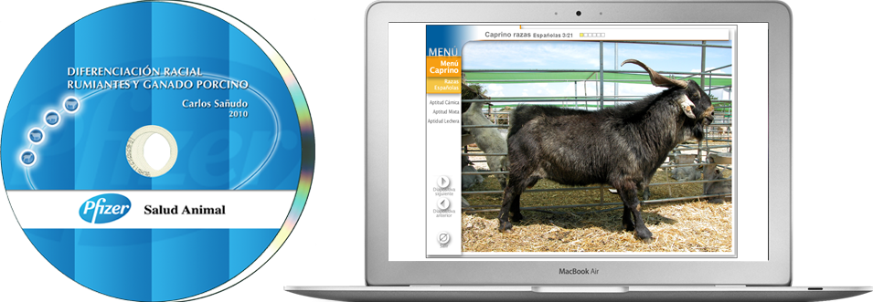 diseño y programación de web corporativa