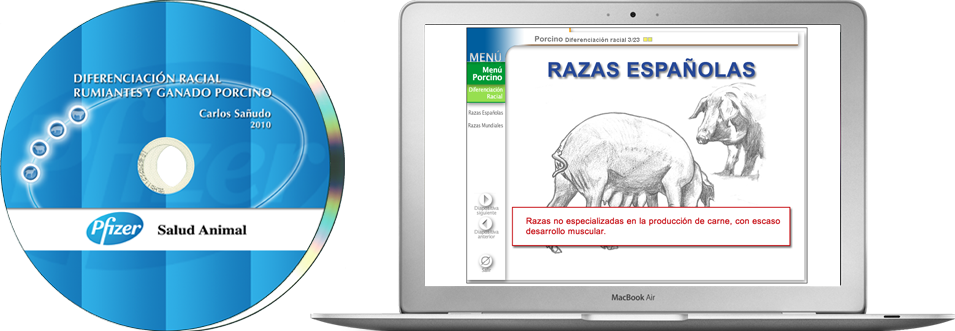 diseño y programación de web corporativa